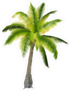 Palm Tree Hand Drawing Sticker