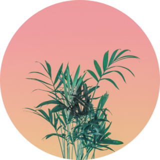 Palm Tree Leaves On Pink Pastel Sky Sticker
