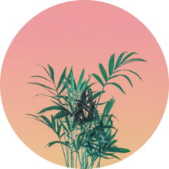 Palm Tree Leaves On Pink Pastel Sky Sticker