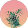 Palm Tree Leaves On Pink Pastel Sky Sticker