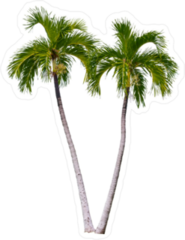 Palm Tree Pair Sticker
