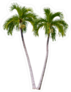 Palm Tree Pair Sticker