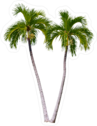 Palm Tree Pair Sticker