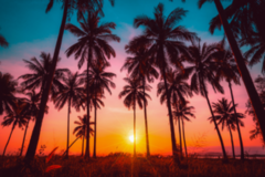 Palm Trees At Sunset Sticker