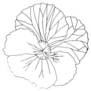 Pansies Line Flower Black And White Sticker