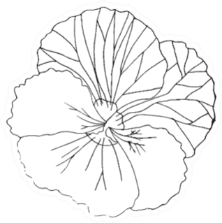 Pansies Line Flower Black And White Sticker