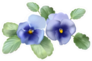 Pansies. Violets. Bouquet Of Flowers Sticker