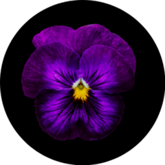 Pansy Flower Deep Purple On Black Background Sticker