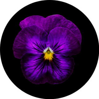 Pansy Flower Deep Purple On Black Background Sticker