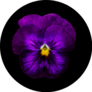 Pansy Flower Deep Purple On Black Background Sticker
