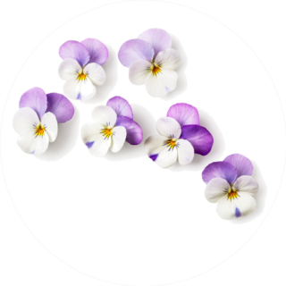 Pansy Flowers Or Spring Garden Flower Arrangement Sticker
