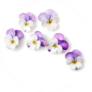 Pansy Flowers Or Spring Garden Flower Arrangement Sticker