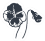 Pansy Icon Isolated On Sticker