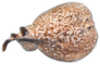 Panther Electric Ray (torpedo Panthera) Isolated On A White Sticker