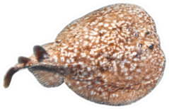 Panther Electric Ray (torpedo Panthera) Isolated On A White Sticker