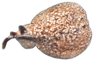 Panther Electric Ray (torpedo Panthera) Isolated On A White Sticker
