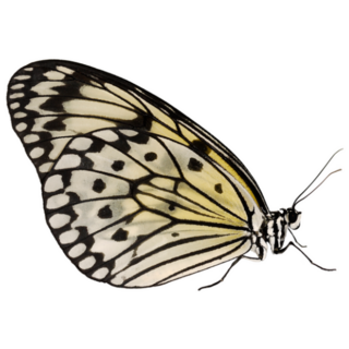 Paper Kite Butterfly with Black Spots Sticker