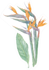 Paradise Bird Flowers Watercolor Illustration Sticker