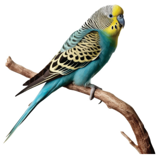 Parakeet On Branch Sticker