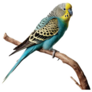 Parakeet On Branch Sticker