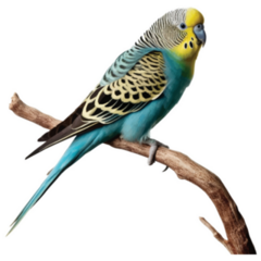 Parakeet On Branch Sticker