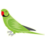 Parakeet On Green Sticker
