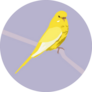 Parakeet On Purple Sticker