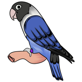 Parakeet Perched Sticker