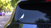 Parakeet Sticker on a Rear Car Window (New) example