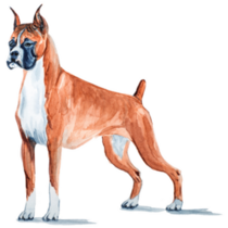 Parody Boxer Sticker