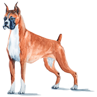 Parody Boxer Sticker