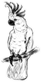 Parrot Cockatoo Sketch Sticker