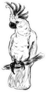 Parrot Cockatoo Sketch Sticker