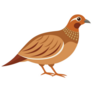 Partridge Bird Cartoon Sticker