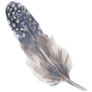 Partridge Bird Feather Sticker