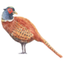 Partridge Bird Feathers Watercolor Sticker