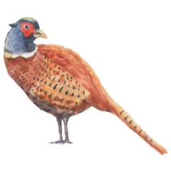 Partridge Bird Feathers Watercolor Sticker