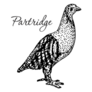 Partridge Bird Vintage Sketch Sticker