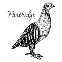 Partridge Bird Vintage Sketch Sticker