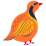 Partridge Cute Illustration Sticker