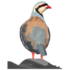 Partridge On Rock Sticker