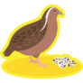 Partridge Stands With Eggs Sticker