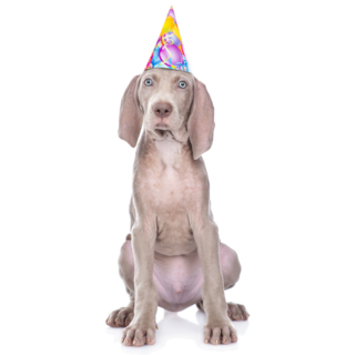 Party Weimaraner Sticker