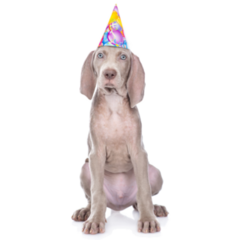 Party Weimaraner Sticker