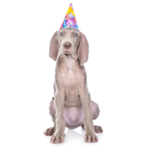 Party Weimaraner Sticker