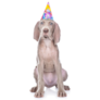 Party Weimaraner Sticker