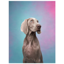 Pastel Weimaraner Sticker