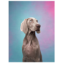 Pastel Weimaraner Sticker