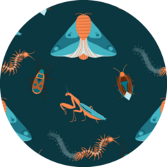 Pattern With Insects And Praying Mantis Sticker