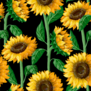 Pattern With Sunflowers On Black Sticker